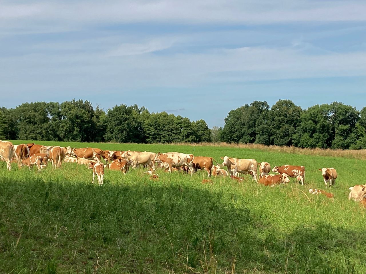 Kühe genießen den Sonnenschein